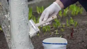 Chaulage : pourquoi faut-il peindre les troncs d'arbres en blanc ?