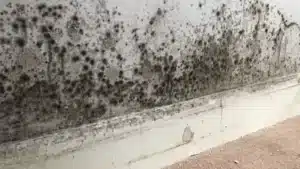 Humidité à la maison : cet objet populaire chez les Français aggrave le problème, faites attention