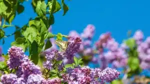 Jardin : Cette plante adorée des Français est désormais strictement interdite dans toute l’Europe