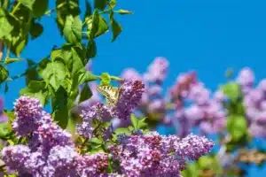 Jardin : Cette plante adorée des Français est désormais strictement interdite dans toute l’Europe