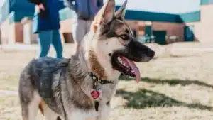Les 12 races de chiens les plus intelligentes, avec le plus gros QI?