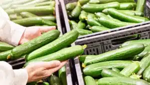 Les concombres qui viennent de ce pays sont bourrés de pesticides (et il ne s’agit pas de l’Espagne !)