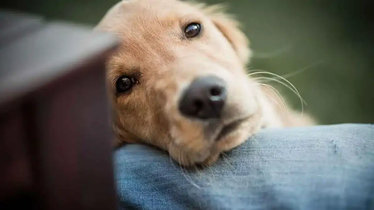 « Mon chien a fait le don de sa vie pour m’éviter d’avoir à faire un choix déchirant »
