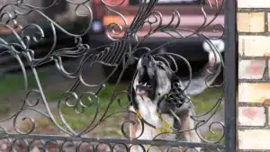 "On a reçu une amende de 135 euros" : ce couple, propriétaire d'un berger allemand, est visé par la plainte de leur voisin suite aux aboiements de leur chien