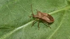 Quelle est la signification d'une punaise marron dans la maison ?