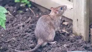 Rats dans le jardin : Cet objet du quotidien est super efficace pour les repousser (et en plus il sent vraiment très très bon)