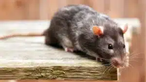 Rats et souris : cette simple feuille est l'astuce ultime pour les faire fuir pour toujours