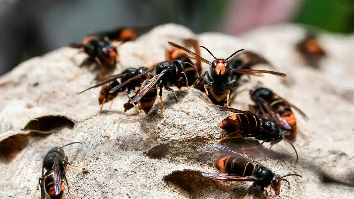 Frelons asiatiques : cette simple feuille est l'astuce ultime pour les faire fuir pour toujours